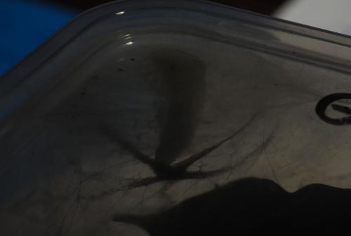 Minacraga sp.